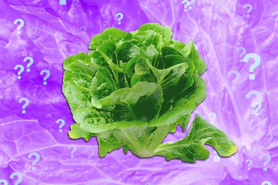 Navigating the Aftermath of the Cyclospora Crisis: Is Lettuce Safe Again?