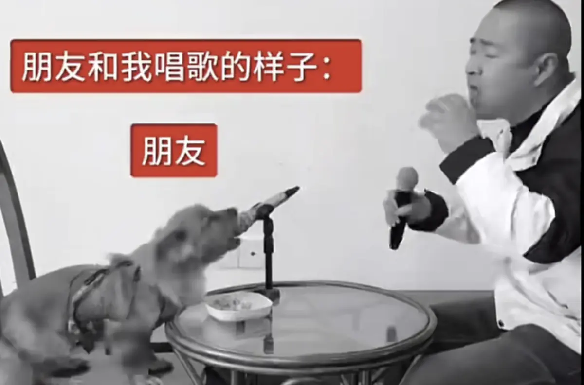 The Anatomy of a Digital Phenomenon: How the “Chinese Dog Singing” Meme Conquered Global Social Media