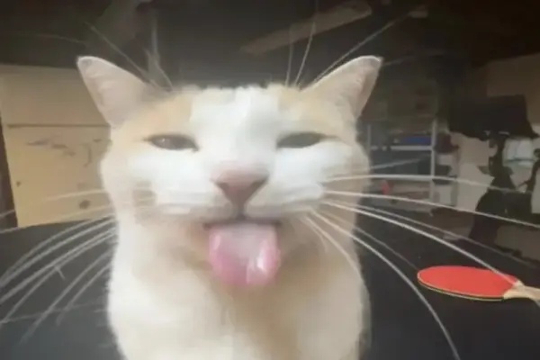 The Anatomy of a Modern Internet Phenomenon: How "BLEHHHHH :P Cat" Captured the Collective Exhaustion of Online Culture