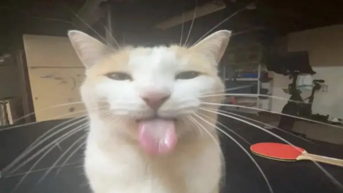 The Anatomy of a Modern Internet Phenomenon: How "BLEHHHHH :P Cat" Captured the Collective Exhaustion of Online Culture