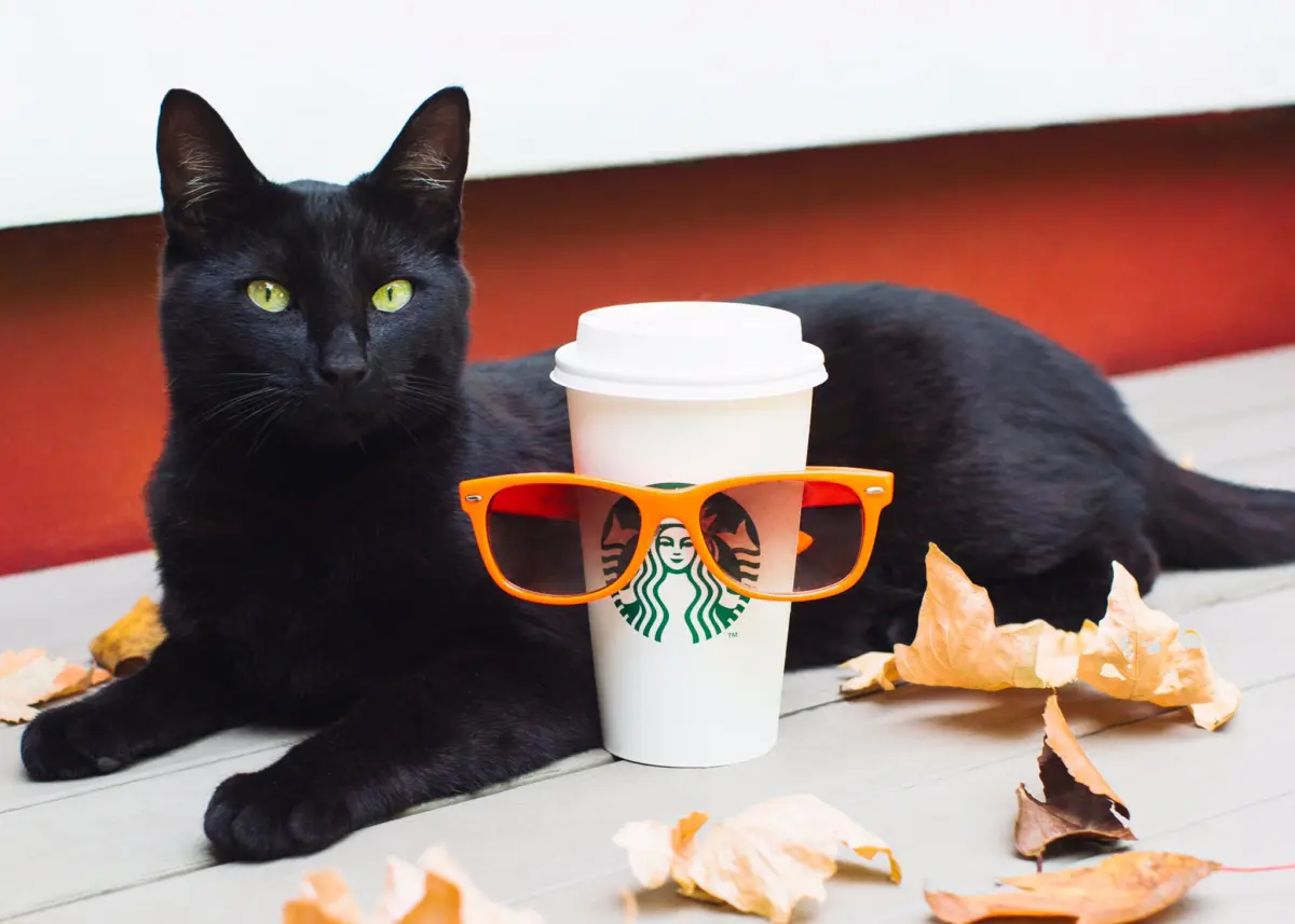 The Autumnal Industrial Complex: How the Pumpkin Spice Latte Conquered Culture, Triggered Class Anxiety, and Redefined the Modern Season