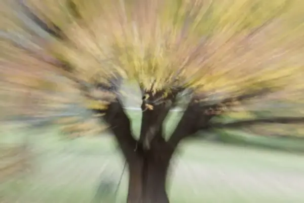 The Threshold of Transformation: Decoding the Science, Myth, and Psychology of Autumn