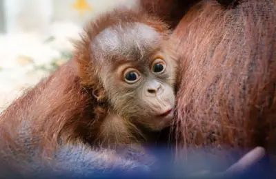 A Lifeline in the Balance: Inside the Meticulous Strategy Behind America’s Historic Orangutan Baby Boom