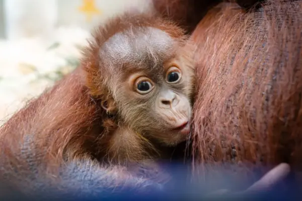 A Lifeline in the Balance: Inside the Meticulous Strategy Behind America’s Historic Orangutan Baby Boom