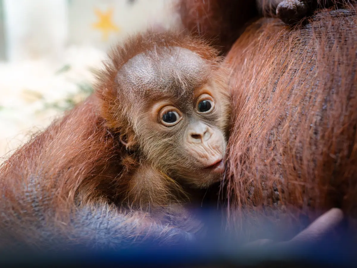 A Lifeline in the Balance: Inside the Meticulous Strategy Behind America’s Historic Orangutan Baby Boom