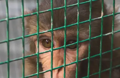 Behind Cinderblock Walls: An Investigative Look Inside the Primate Lab Through the Eyes of Undercover Author Lindsay Oliver