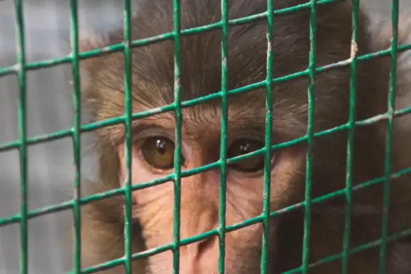 Behind Cinderblock Walls: An Investigative Look Inside the Primate Lab Through the Eyes of Undercover Author Lindsay Oliver