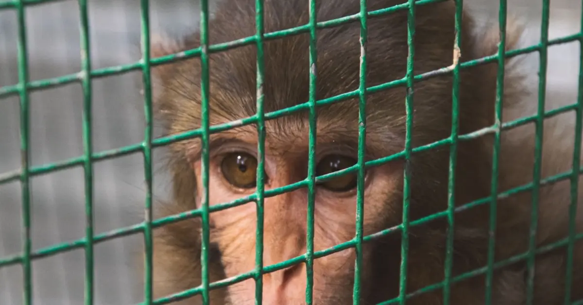 Behind Cinderblock Walls: An Investigative Look Inside the Primate Lab Through the Eyes of Undercover Author Lindsay Oliver