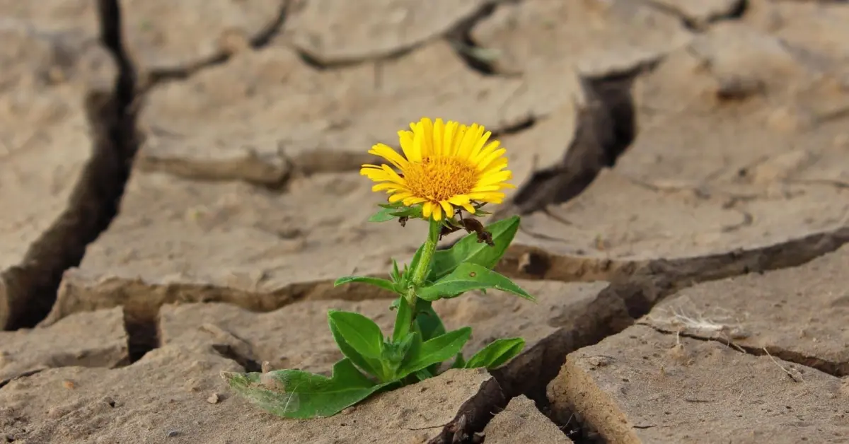 Beyond the Impact: How Brain Injuries Rewrite the Science of Coping, Survival, and Recovery