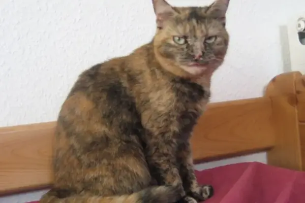 Decoding the Feline Mind: Why Cats Are Smarter—and More Social—Than We Ever Imagined