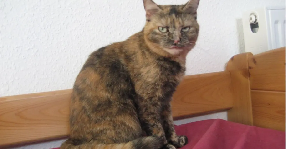 Decoding the Feline Mind: Why Cats Are Smarter—and More Social—Than We Ever Imagined