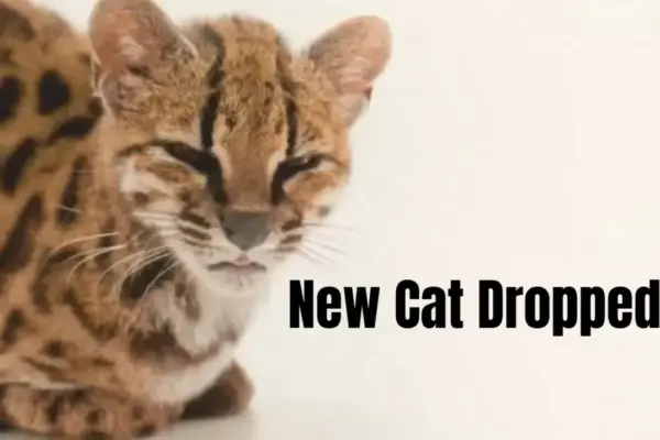 Executive Overview: The Scientific Discovery of Leopardus tilcayo and the Internet Phenom of "New Cat Dropped"