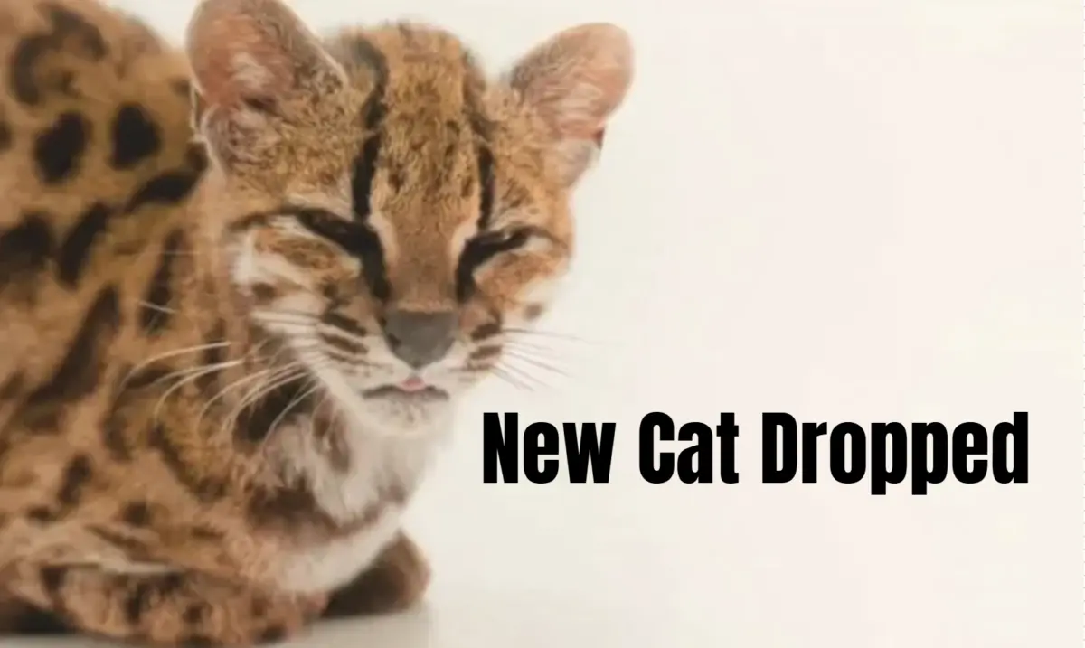 Executive Overview: The Scientific Discovery of Leopardus tilcayo and the Internet Phenom of "New Cat Dropped"