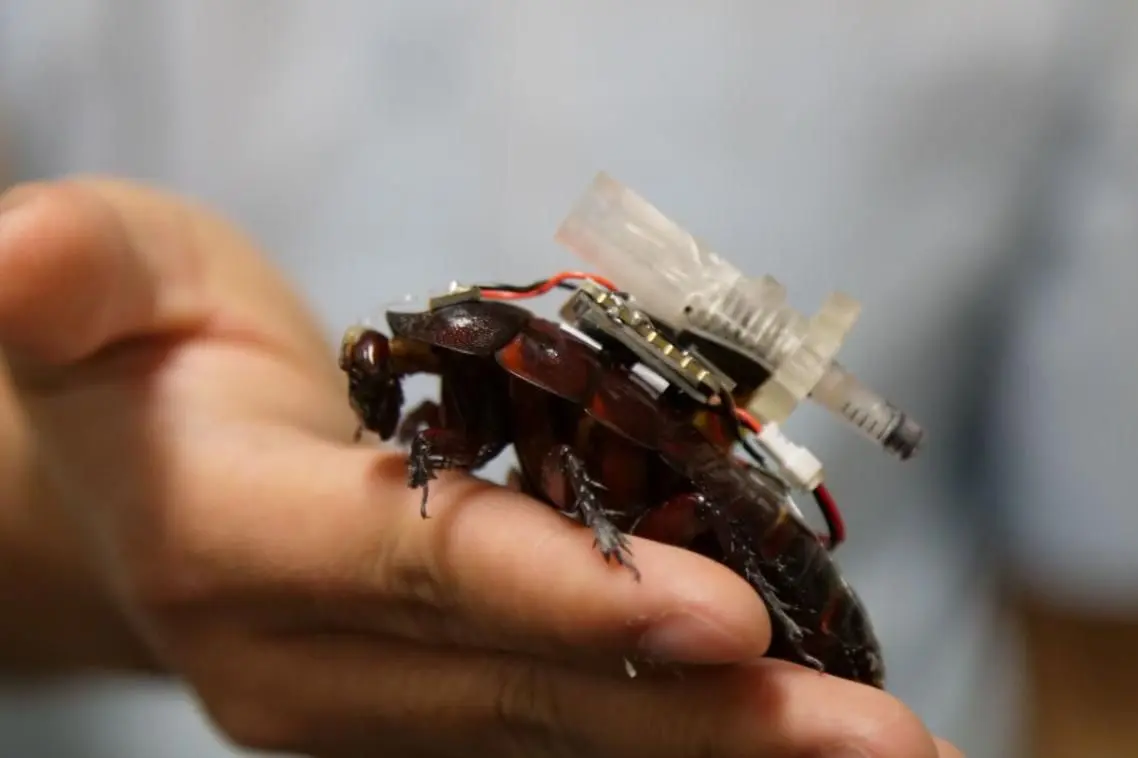 Operation Paraborg: How Bio-Robotic Cockroaches Could Transform Disaster Response