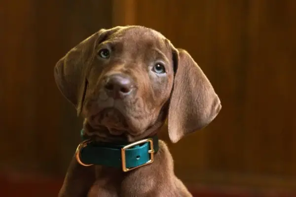 Scooby-Doo: Origins Wraps Production in Atlanta, Unveils First Look at Live-Action Great Dane for Netflix
