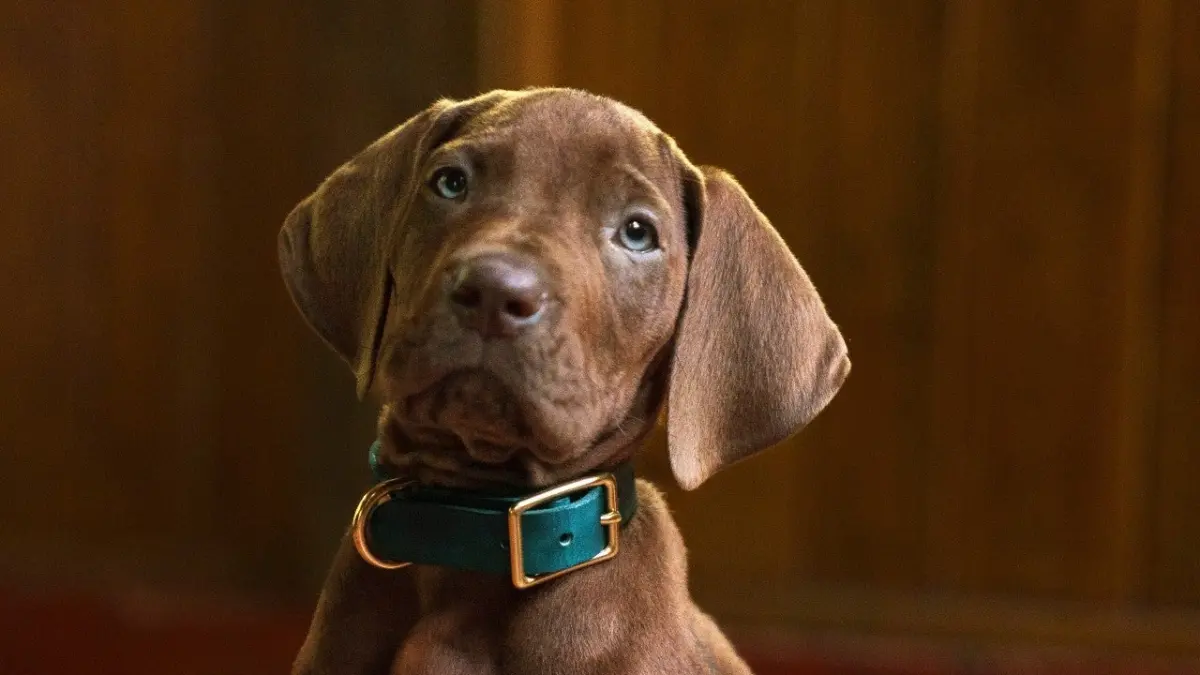 Scooby-Doo: Origins Wraps Production in Atlanta, Unveils First Look at Live-Action Great Dane for Netflix