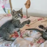 Setting the Foundation: The Crucial Science of Early Kitten Development and Lifelong Feline Wellbeing