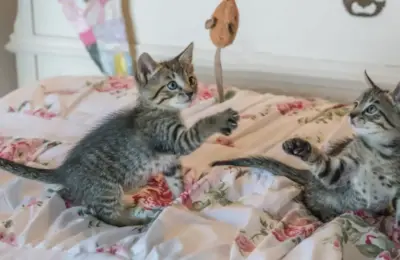 Setting the Foundation: The Crucial Science of Early Kitten Development and Lifelong Feline Wellbeing