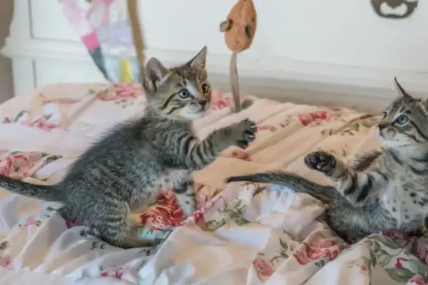 Setting the Foundation: The Crucial Science of Early Kitten Development and Lifelong Feline Wellbeing