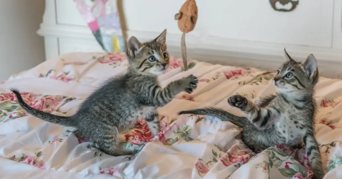 Setting the Foundation: The Crucial Science of Early Kitten Development and Lifelong Feline Wellbeing