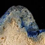The Age of the "Plastocene": How Synthetic Waste Is Permanently Fusing with Coral Skeletons