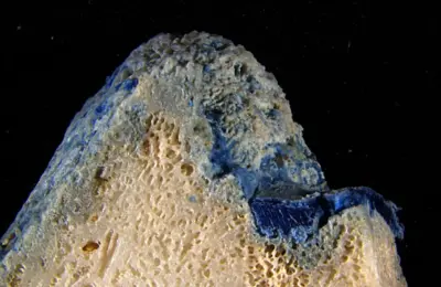 The Age of the "Plastocene": How Synthetic Waste Is Permanently Fusing with Coral Skeletons