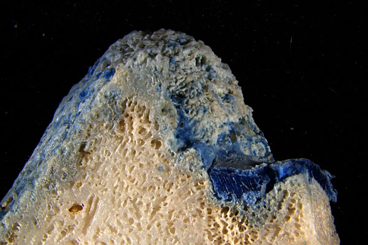 The Age of the "Plastocene": How Synthetic Waste Is Permanently Fusing with Coral Skeletons