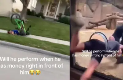 The Anatomy of a Viral Collapse: Inside the TikTok Phenomenon of the "Will He Perform When He Has Money Right In Front of Him" Meme