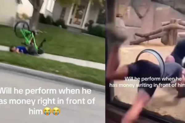The Anatomy of a Viral Collapse: Inside the TikTok Phenomenon of the "Will He Perform When He Has Money Right In Front of Him" Meme