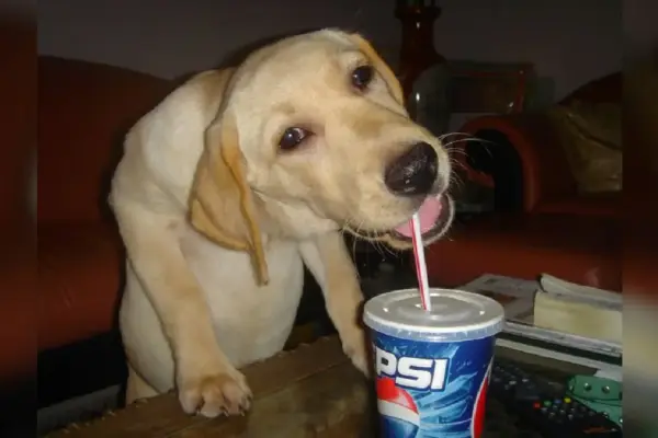 The Evolution of a Digital Icon: How "Pepsi Dog" Became an Indelible Internet Artifact