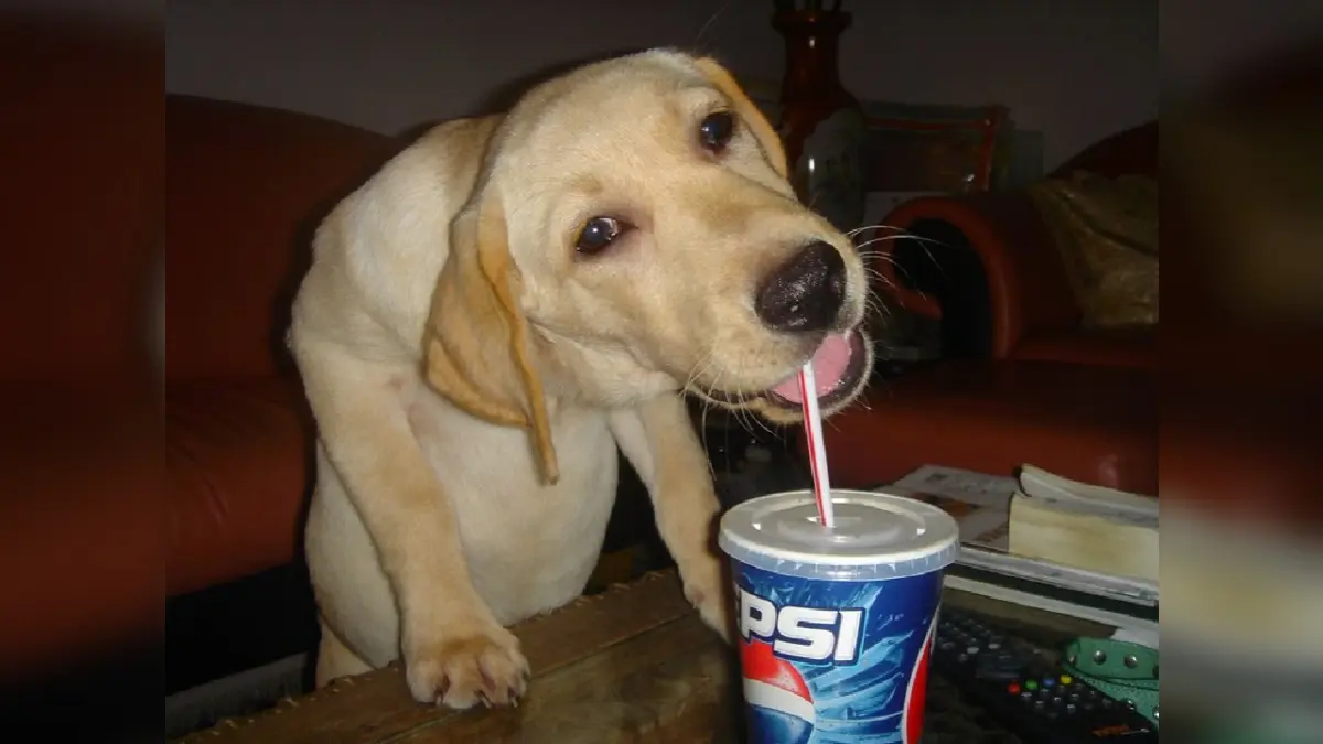 The Evolution of a Digital Icon: How "Pepsi Dog" Became an Indelible Internet Artifact
