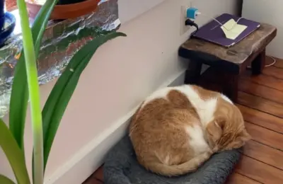 The Feline Blueprint: What a Domestic Cat Can Teach Us About Navigating Modern Anxiety