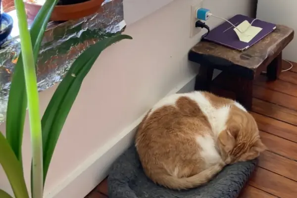 The Feline Blueprint: What a Domestic Cat Can Teach Us About Navigating Modern Anxiety