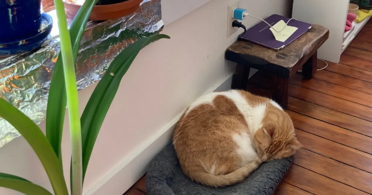 The Feline Blueprint: What a Domestic Cat Can Teach Us About Navigating Modern Anxiety