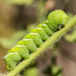 The Silent Sentinels: How Earless Caterpillars Are Rewriting the Science of Sound—and Inspiring the Next Generation of Microphones