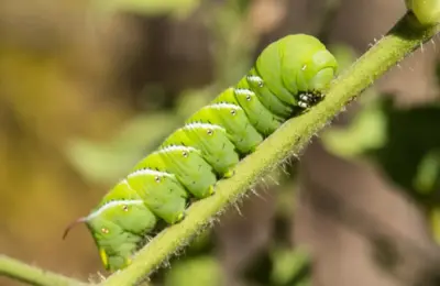 The Silent Sentinels: How Earless Caterpillars Are Rewriting the Science of Sound—and Inspiring the Next Generation of Microphones