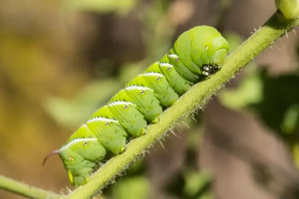 The Silent Sentinels: How Earless Caterpillars Are Rewriting the Science of Sound—and Inspiring the Next Generation of Microphones