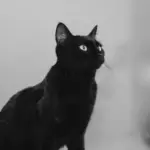 Decoding Modern Romance: The Rise of ‘Black Cat’ Energy and Its Impact on Contemporary Dating Dynamics