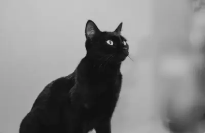 Decoding Modern Romance: The Rise of ‘Black Cat’ Energy and Its Impact on Contemporary Dating Dynamics