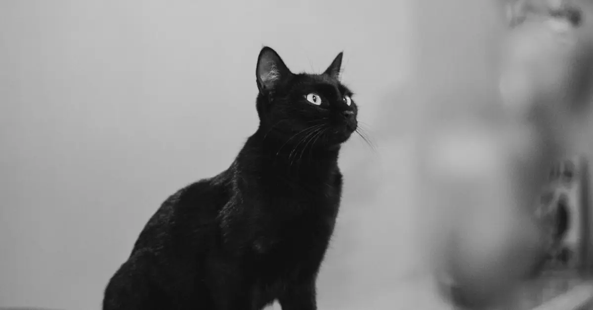 Decoding Modern Romance: The Rise of ‘Black Cat’ Energy and Its Impact on Contemporary Dating Dynamics