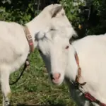 Eco-Friendly Engineering on the Tracks: How Nagi and Pokke, Tokyo’s Hardest-Working Goats, Captured the Global Internet’s Heart