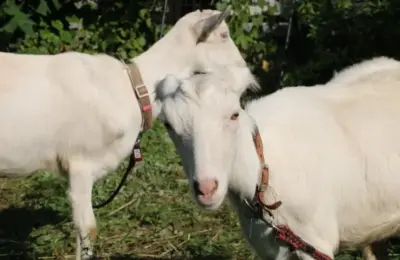 Eco-Friendly Engineering on the Tracks: How Nagi and Pokke, Tokyo’s Hardest-Working Goats, Captured the Global Internet’s Heart