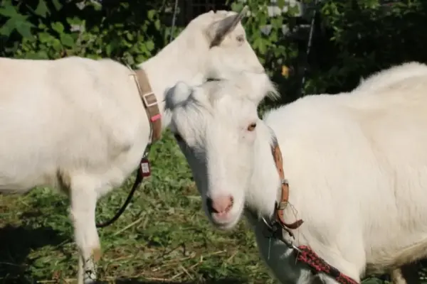 Executive Overview: The Rise of Nagi and Pokke, Japan Rail’s Eco-Friendly Ovine Employees