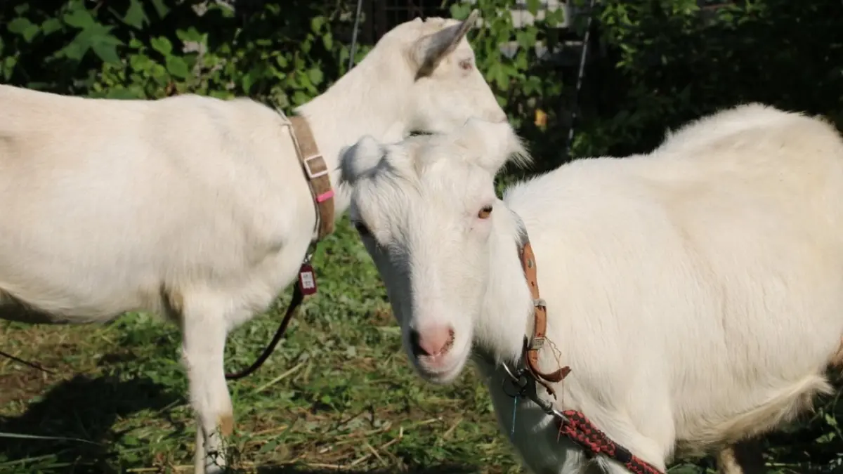 Executive Overview: The Rise of Nagi and Pokke, Japan Rail’s Eco-Friendly Ovine Employees
