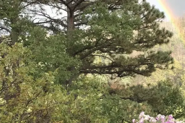 Finding Sanctuary in the Digital Age: How One Writer Reclaimed Social Media Through Nature and Prayer
