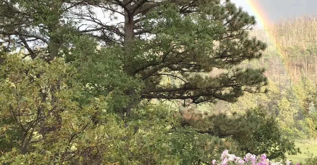 Finding Sanctuary in the Digital Age: How One Writer Reclaimed Social Media Through Nature and Prayer