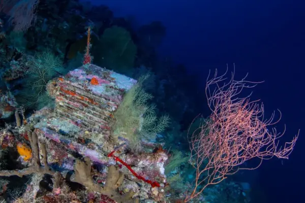 Into the Twilight Zone: Unlocking the Secrets of the Ocean’s Mysterious Deep Reefs