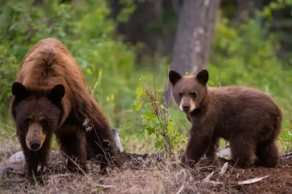 The Constitutional Battle Over Wildlife: Colorado’s Amendment 83 and the Frontier of Animal Sentience
