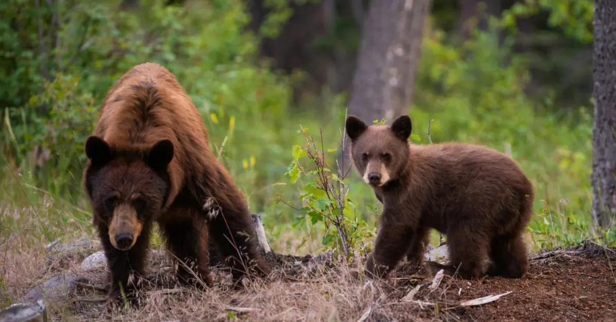The Constitutional Battle Over Wildlife: Colorado’s Amendment 83 and the Frontier of Animal Sentience