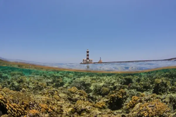 The Fragile Shield: Inside the Fight to Save the Red Sea’s "Super Corals"